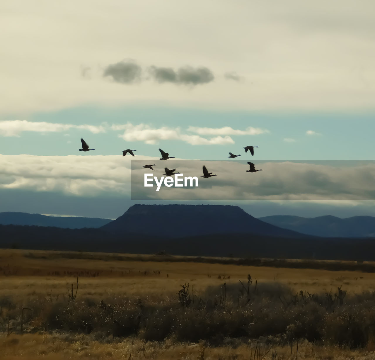 BIRDS FLYING OVER MOUNTAIN AGAINST SKY