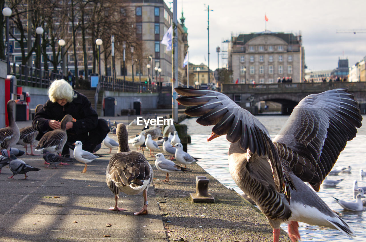 SEAGULLS FLYING IN CITY