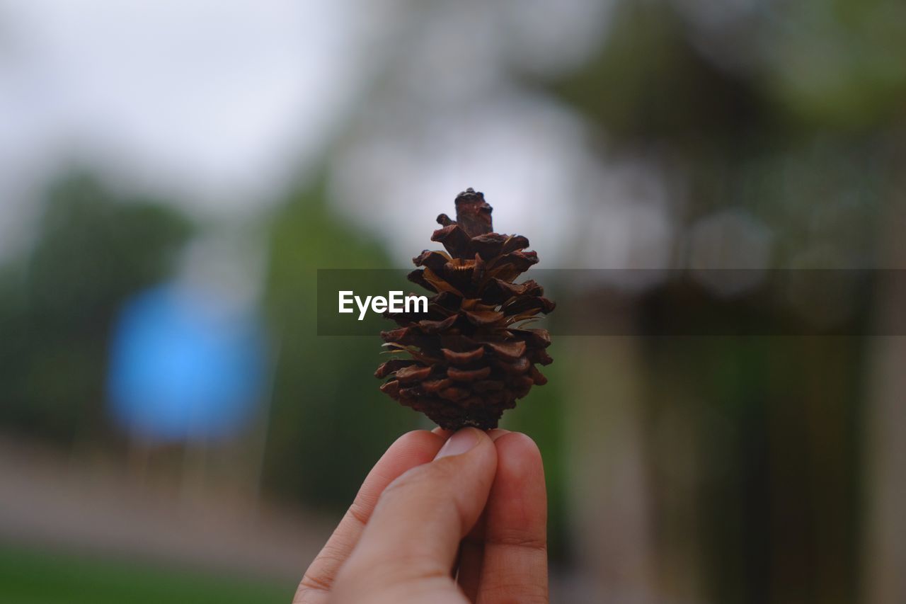 Close-up of hand holding pine cone