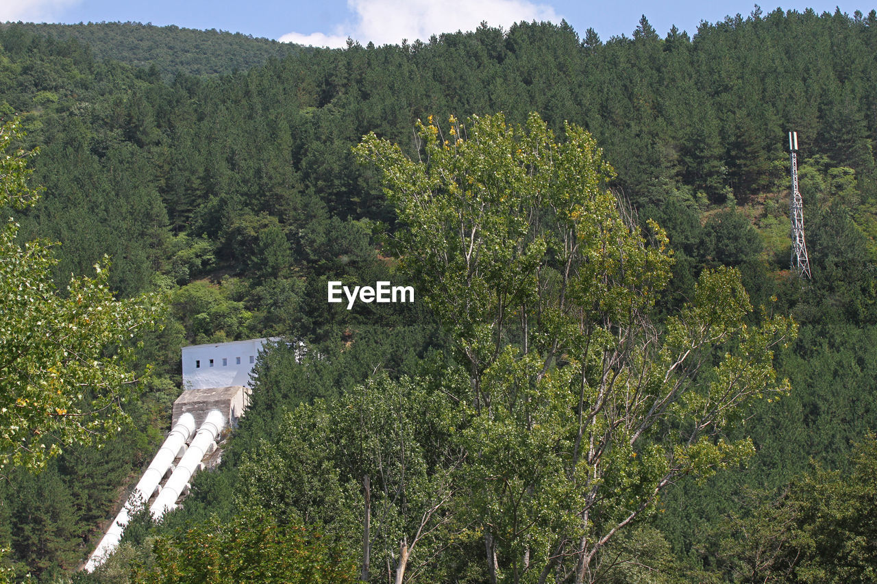 HIGH ANGLE VIEW OF PLANTS AND TREES ON MOUNTAIN