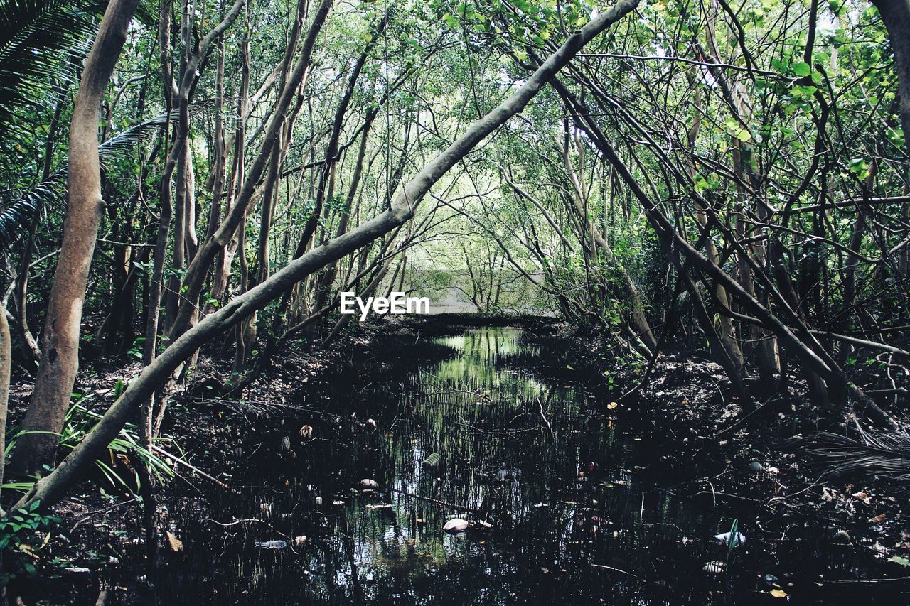 TREES GROWING IN FOREST