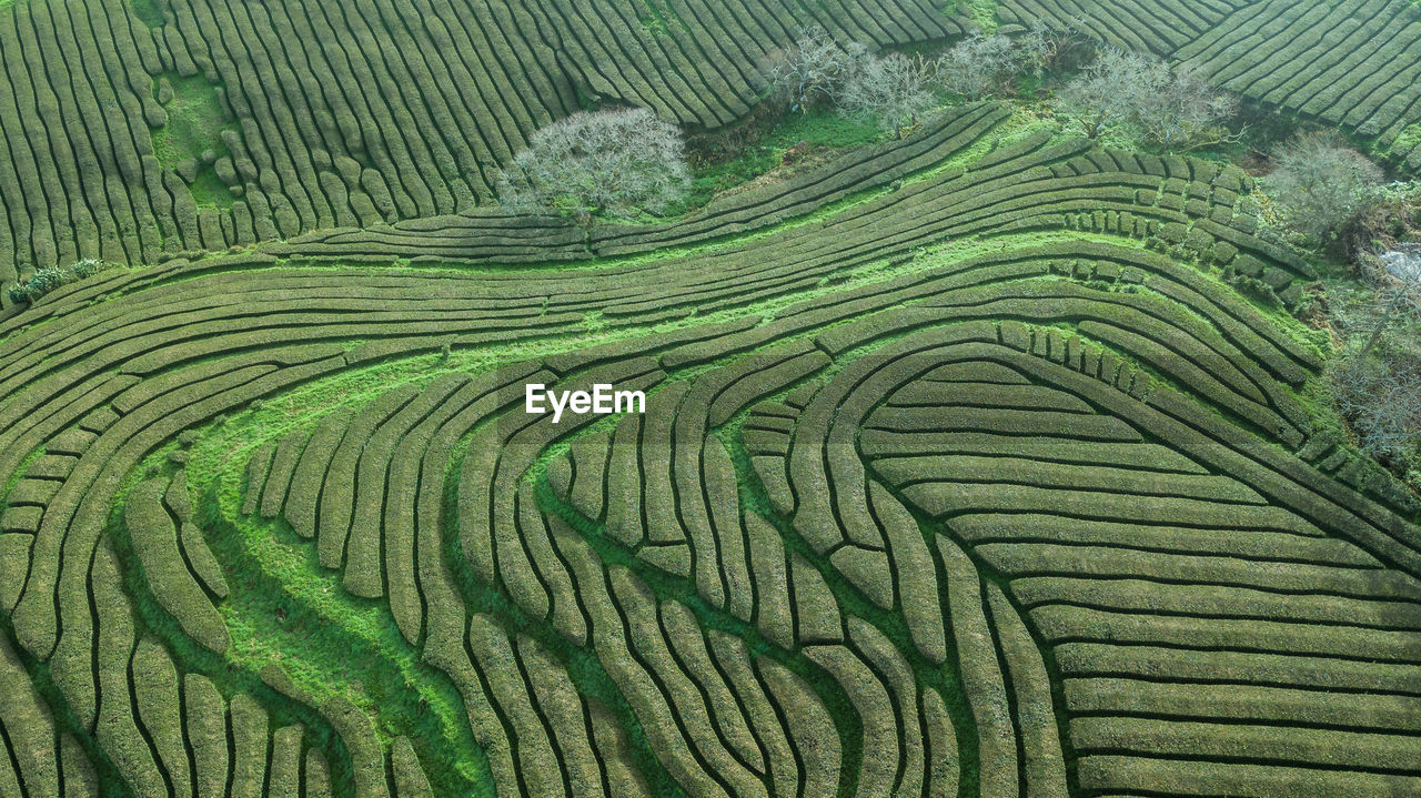 Full frame shot of agricultural field