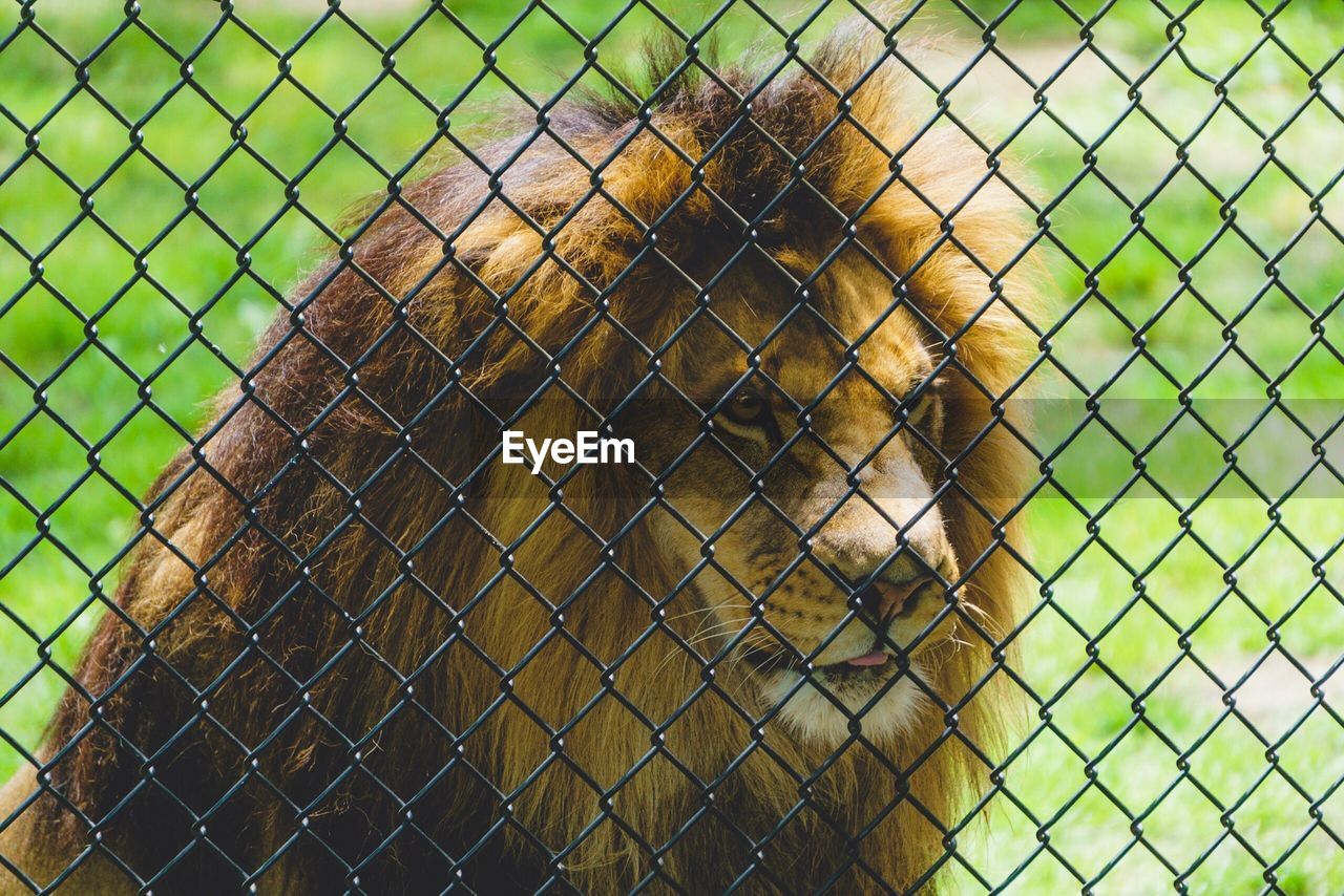 CLOSE-UP OF CAT SEEN THROUGH CHAINLINK FENCE AGAINST GLASS