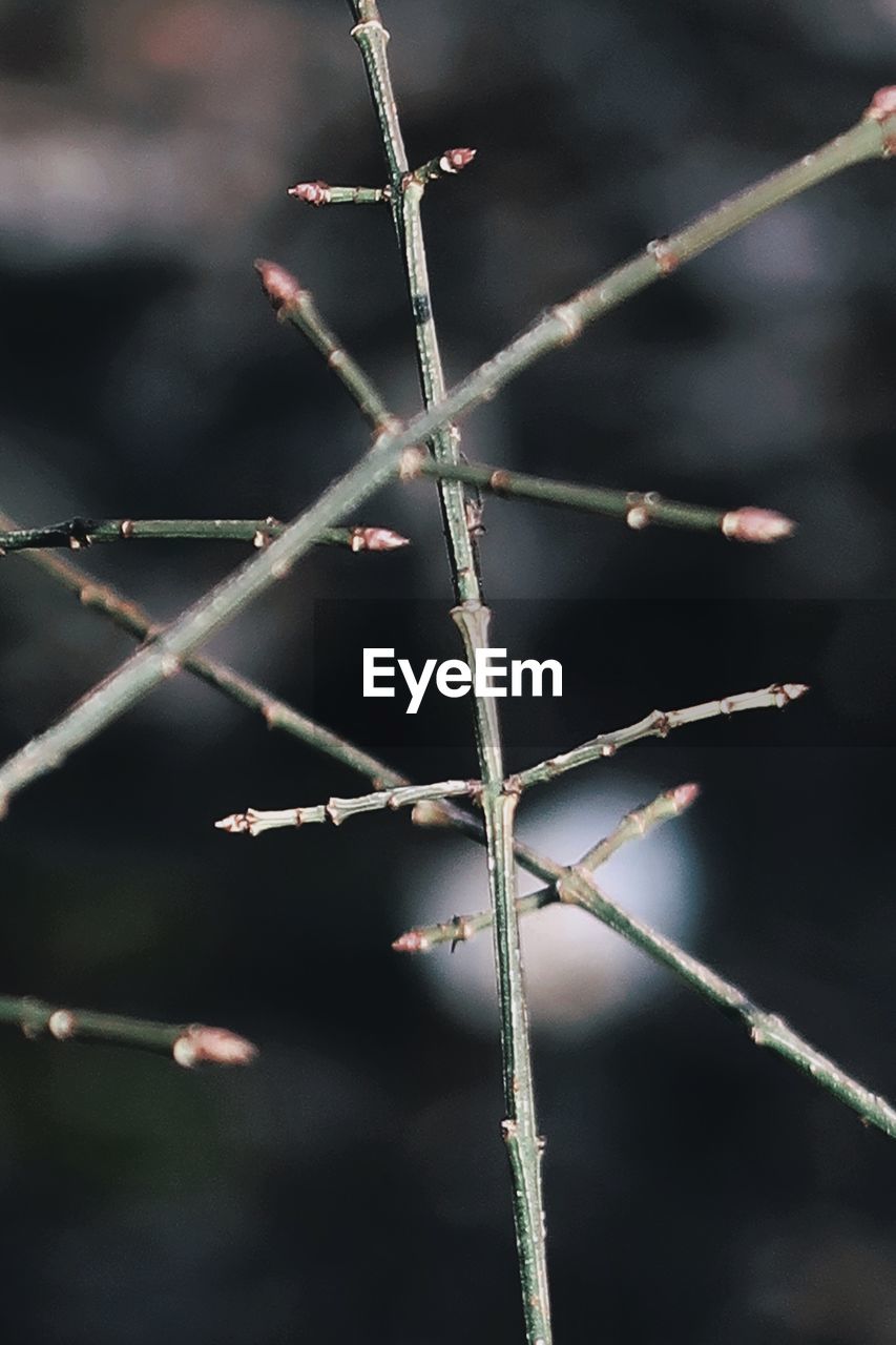 CLOSE-UP OF BARBED WIRE ON FENCE