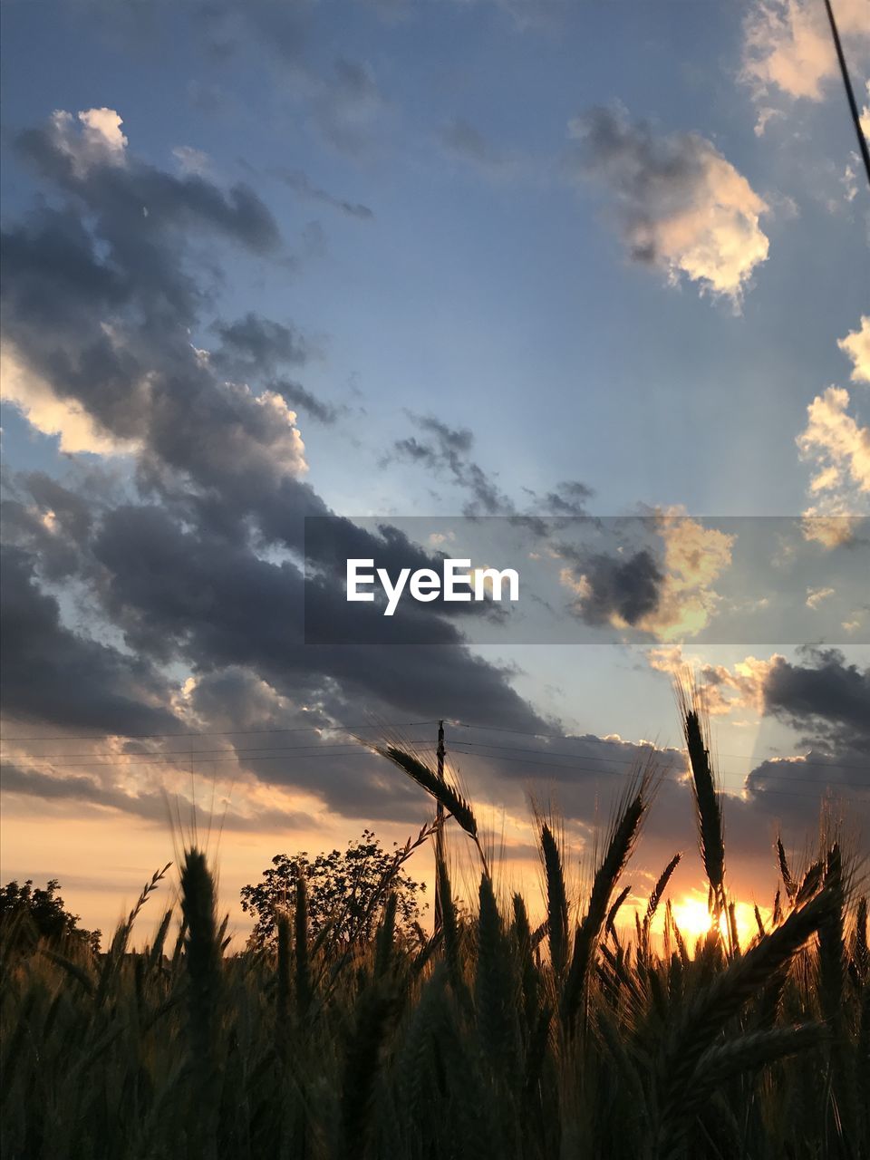 LOW ANGLE VIEW OF STALKS AGAINST SKY DURING SUNSET