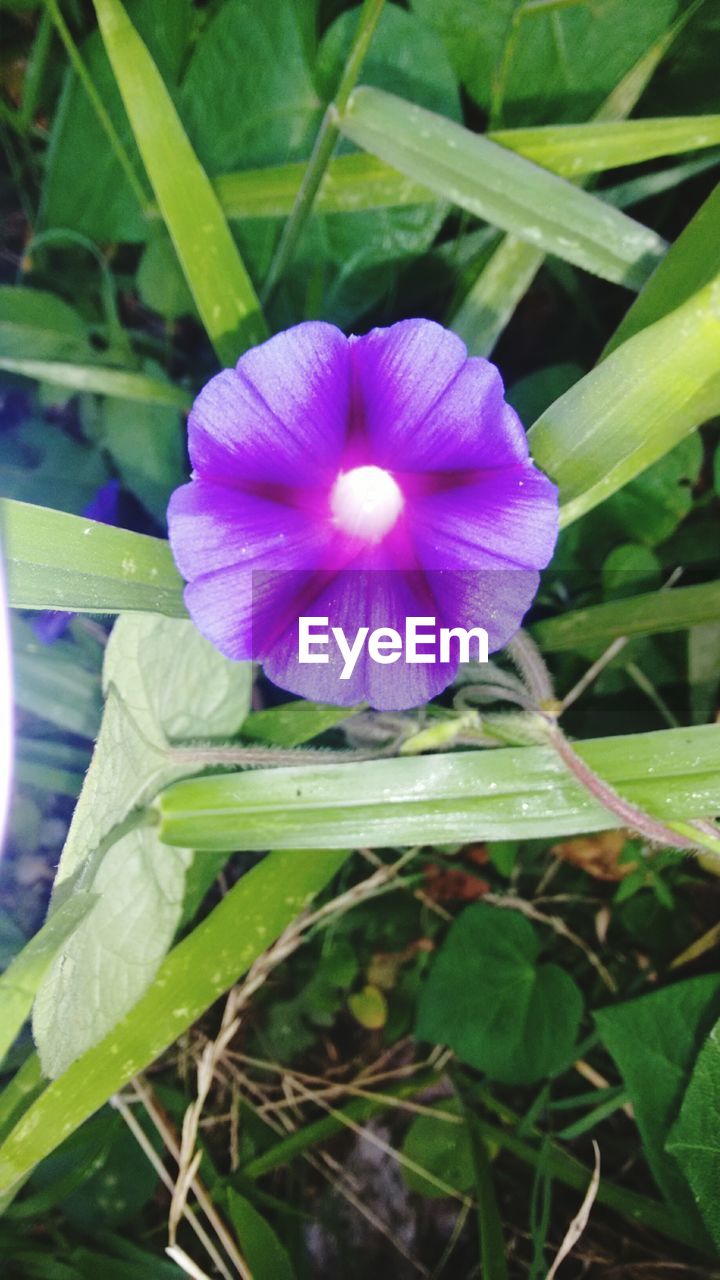 CLOSE-UP OF PURPLE FLOWERS BLOOMING