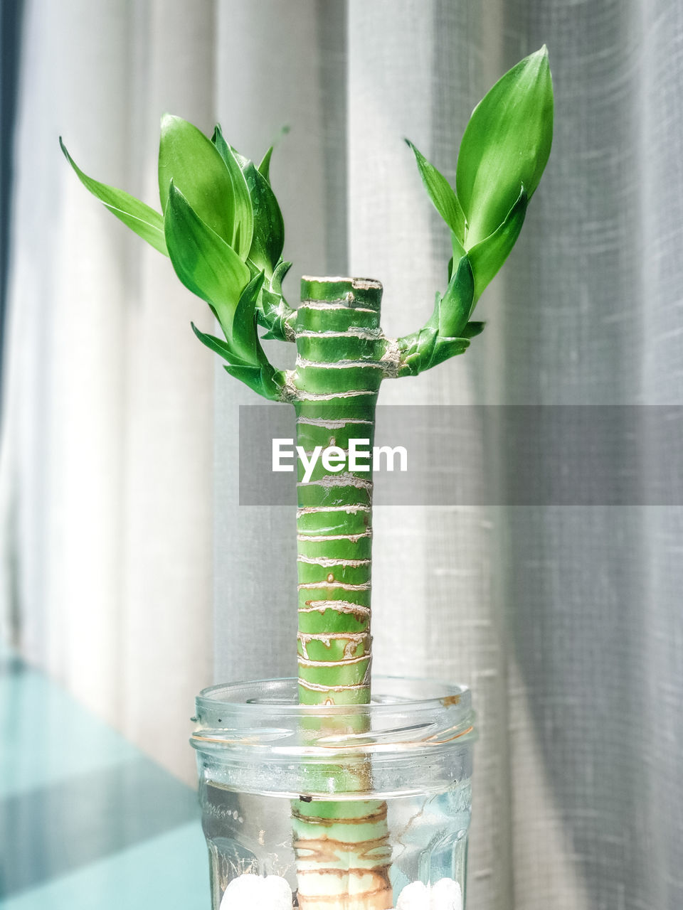 Close-up of a bamboo plant in glass vase on window sill with a white curtain in the background. 