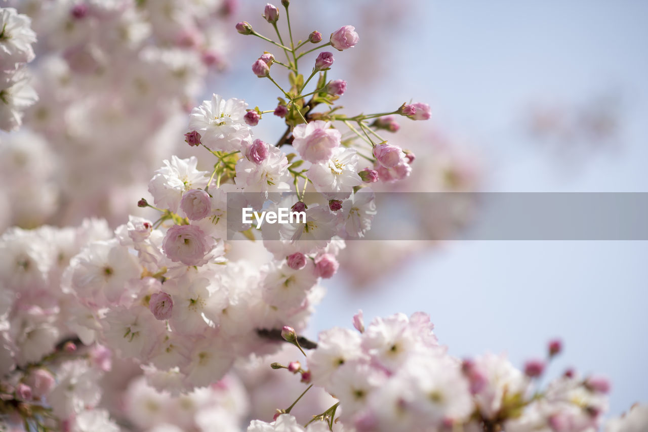 CLOSE-UP OF PINK CHERRY BLOSSOMS ON TREE