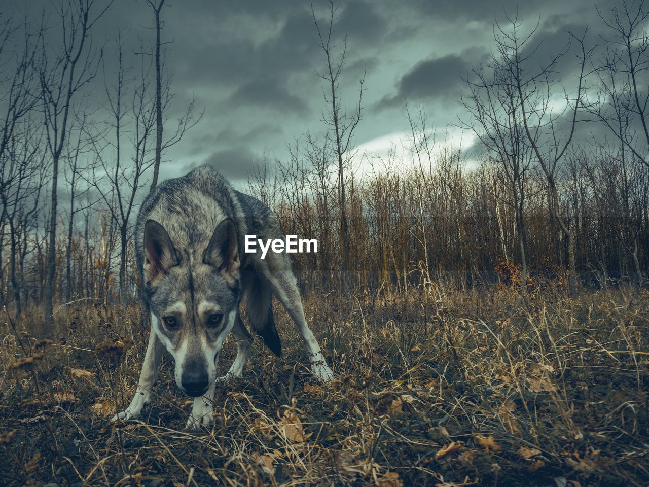 PORTRAIT OF DOG ON FIELD AGAINST TREES