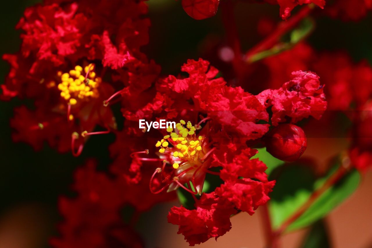 CLOSE-UP OF RED FLOWER BLOOMING OUTDOORS