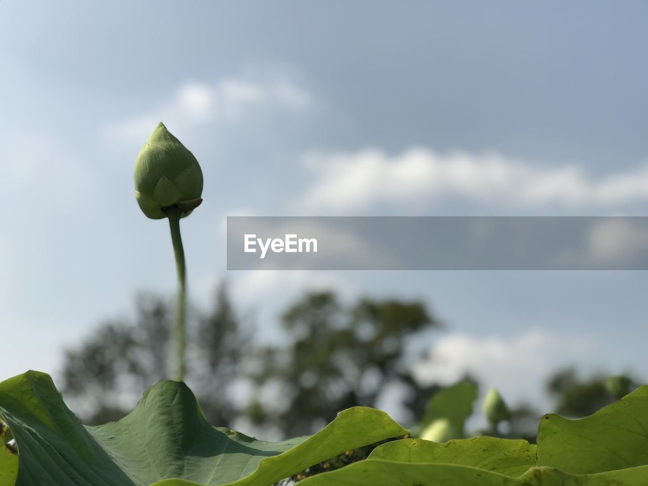 Close-up of lotus bud growing on plant against sky