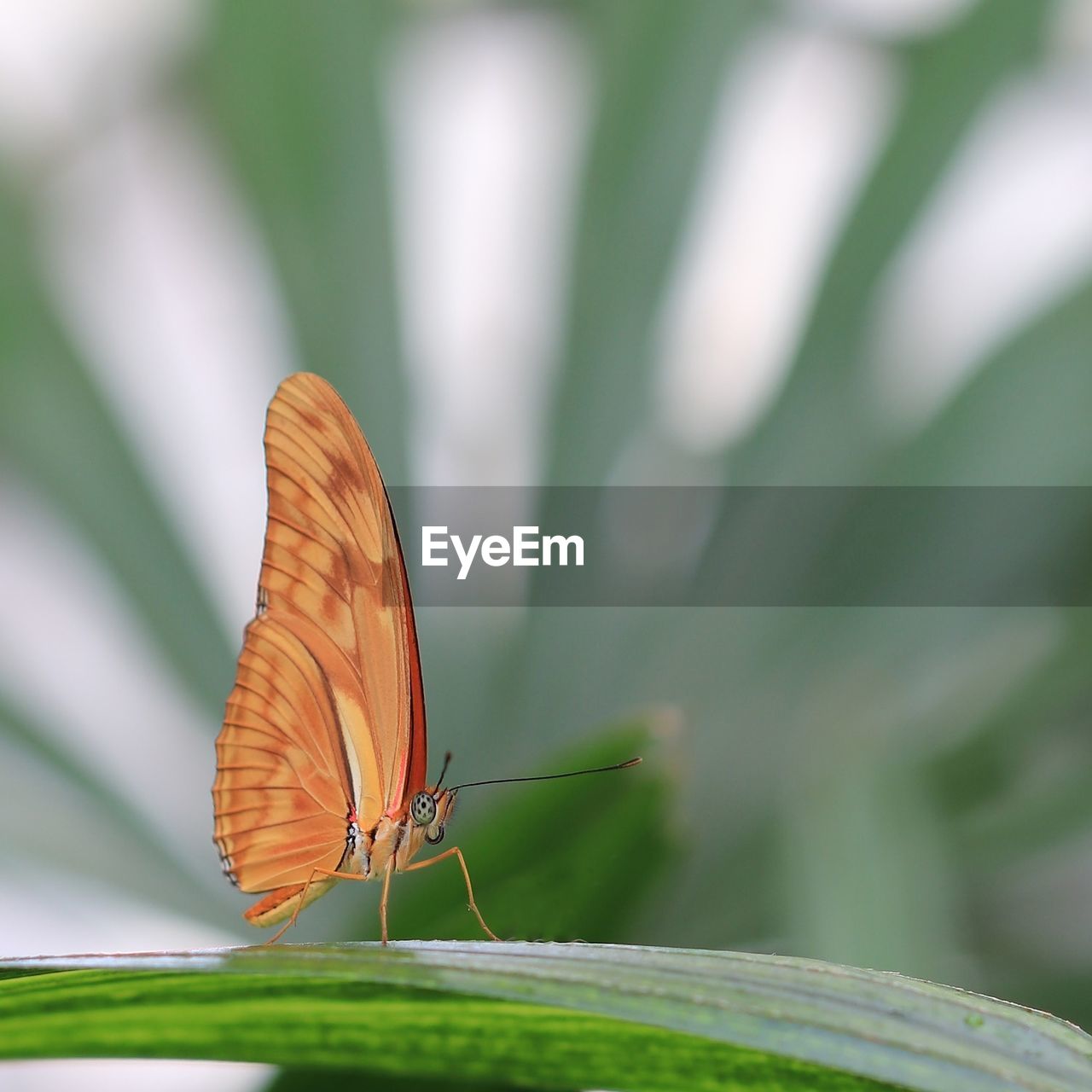 CLOSE-UP OF BUTTERFLY ON PLANT