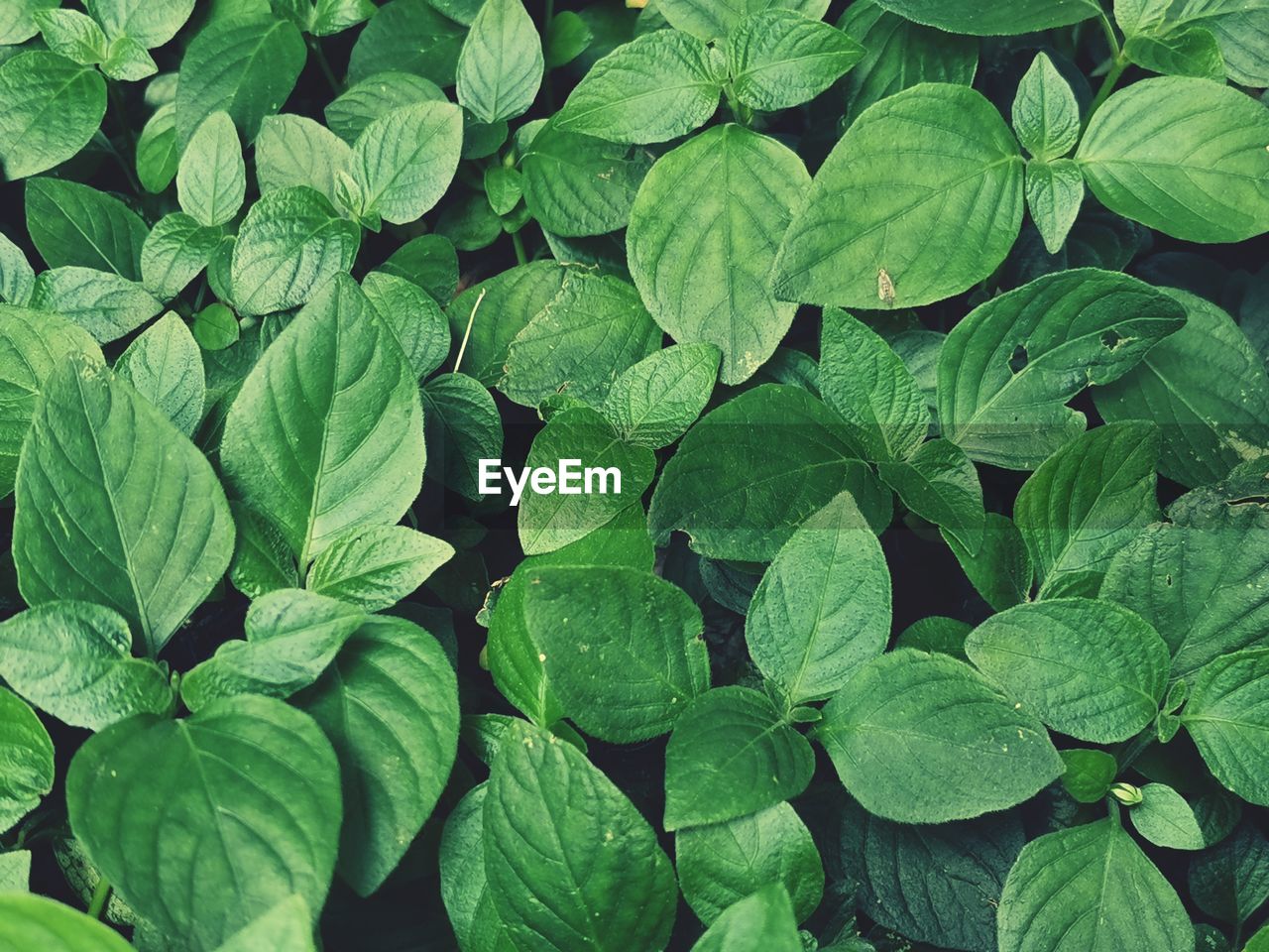 Full frame shot of green leaves