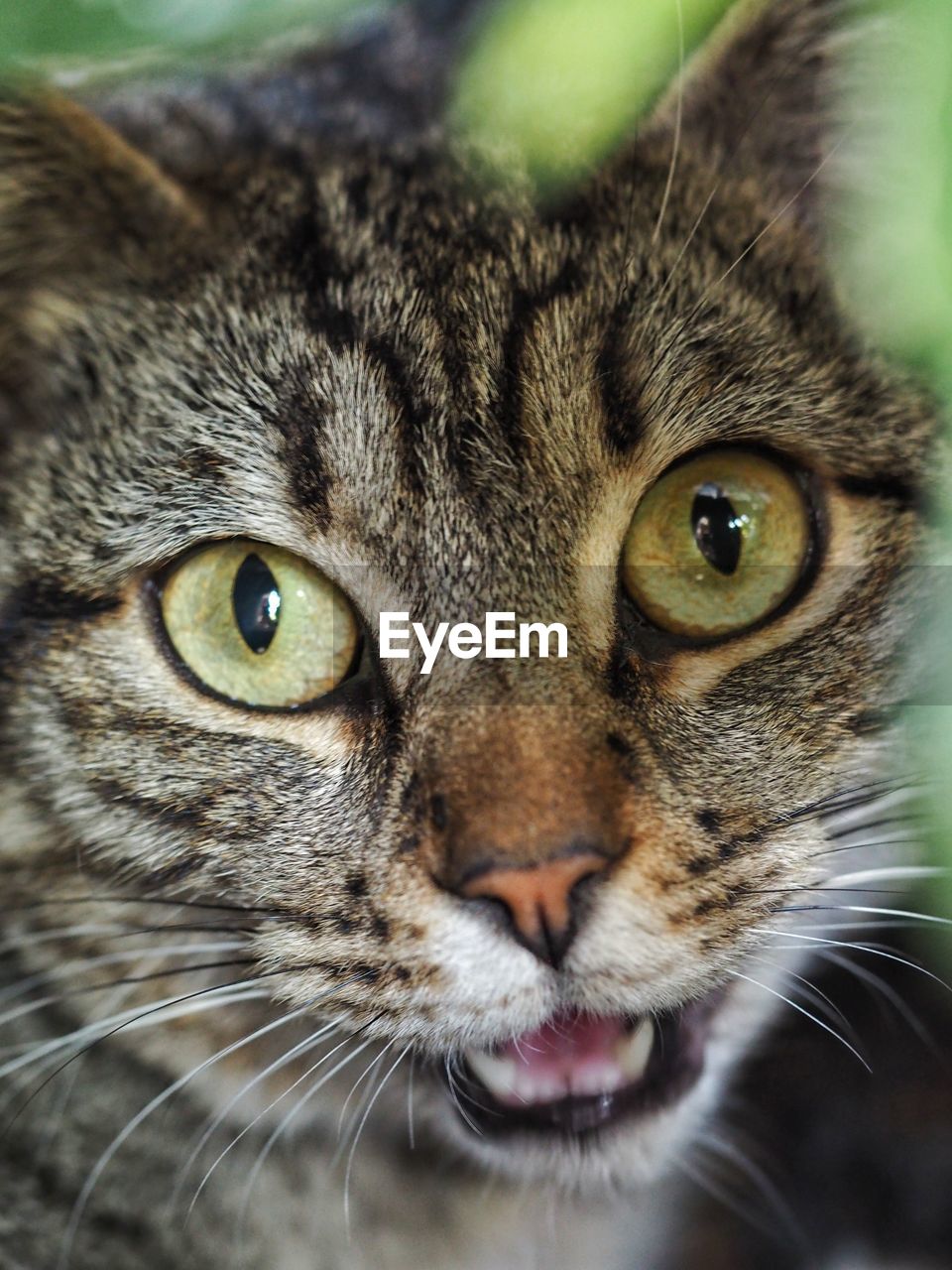 pet, animal themes, animal, one animal, mammal, cat, feline, tabby cat, domestic animals, domestic cat, close-up, wild cat, portrait, animal body part, looking at camera, whiskers, felidae, animal head, small to medium-sized cats, eye, no people, animal eye, green eyes, snout, tabby