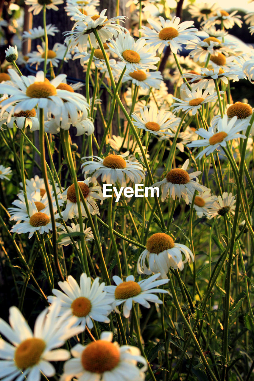 plant, flower, flowering plant, beauty in nature, growth, freshness, fragility, nature, close-up, petal, no people, meadow, flower head, day, field, land, inflorescence, white, wildflower, grass, yellow, outdoors, botany, daisy, springtime, selective focus, tranquility, blossom