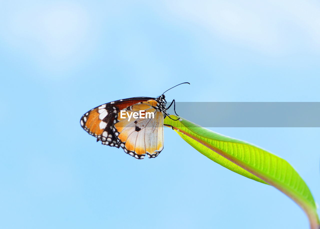 Butterfly on leaf