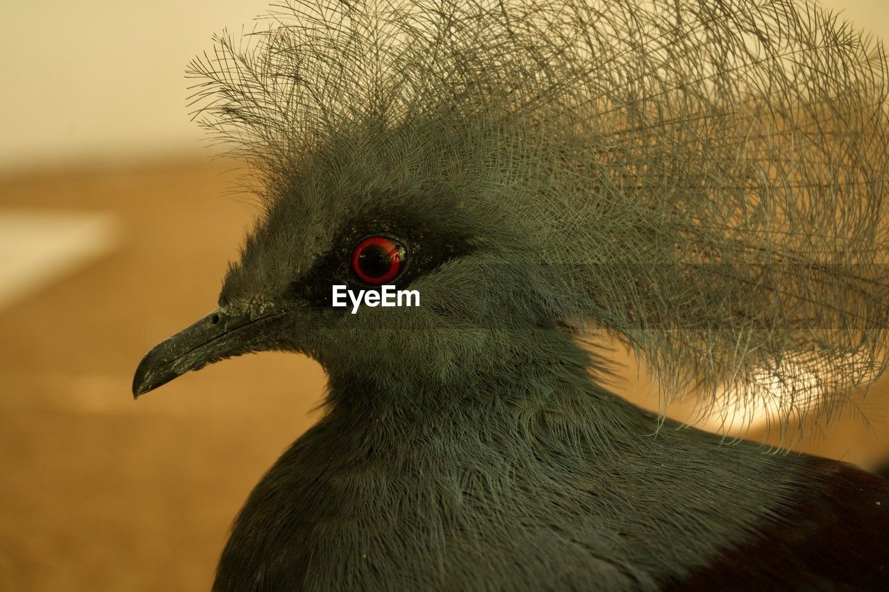 close-up of pigeon