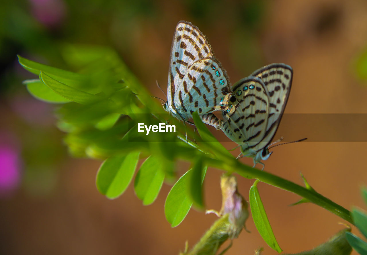 CLOSE-UP OF BUTTERFLY POLLINATING FLOWER