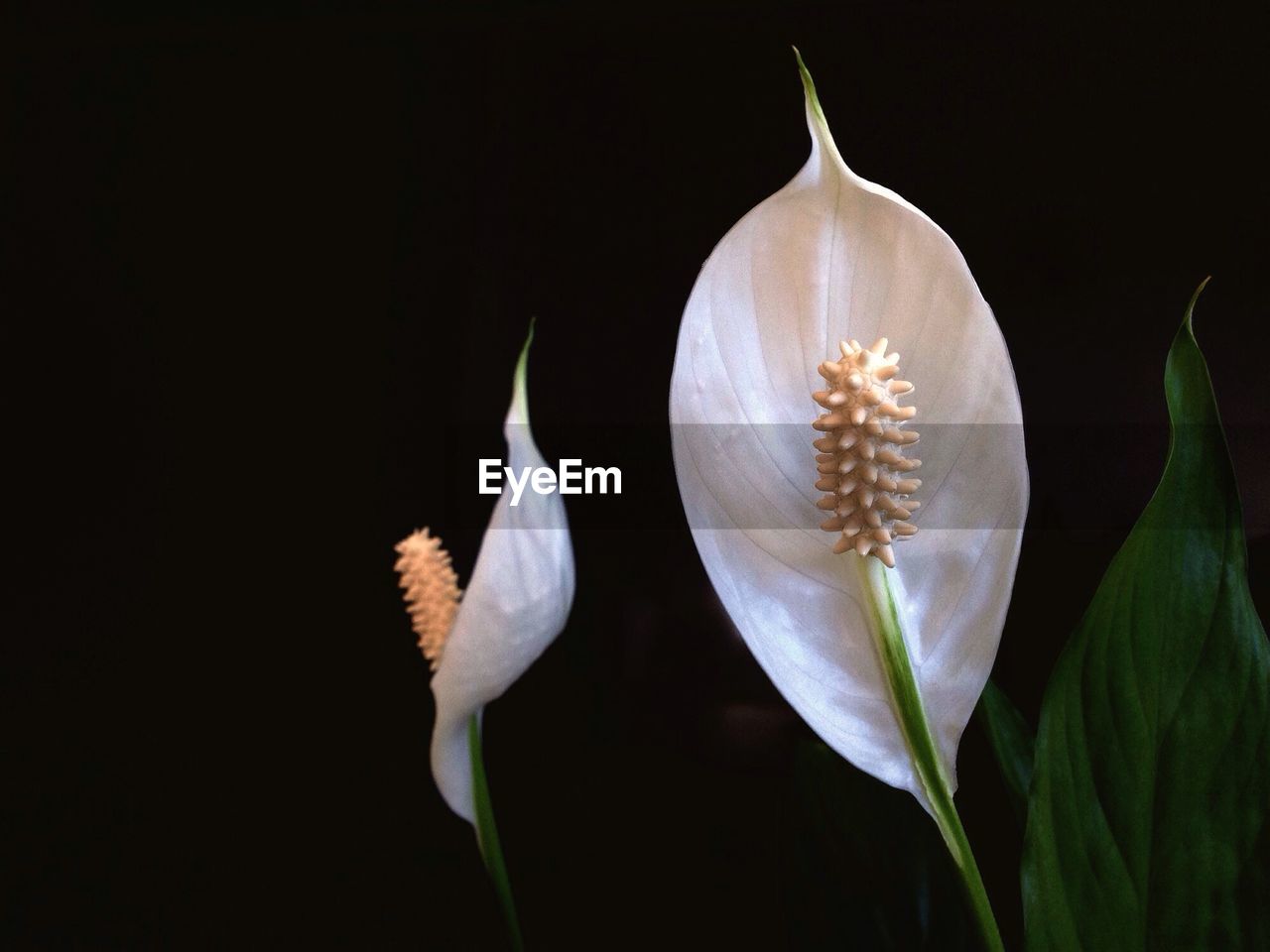 Close-up of peace lilies growing outdoors