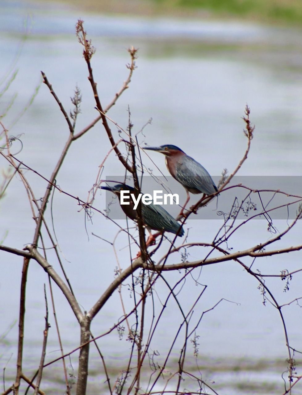 BIRD PERCHING ON TWIG