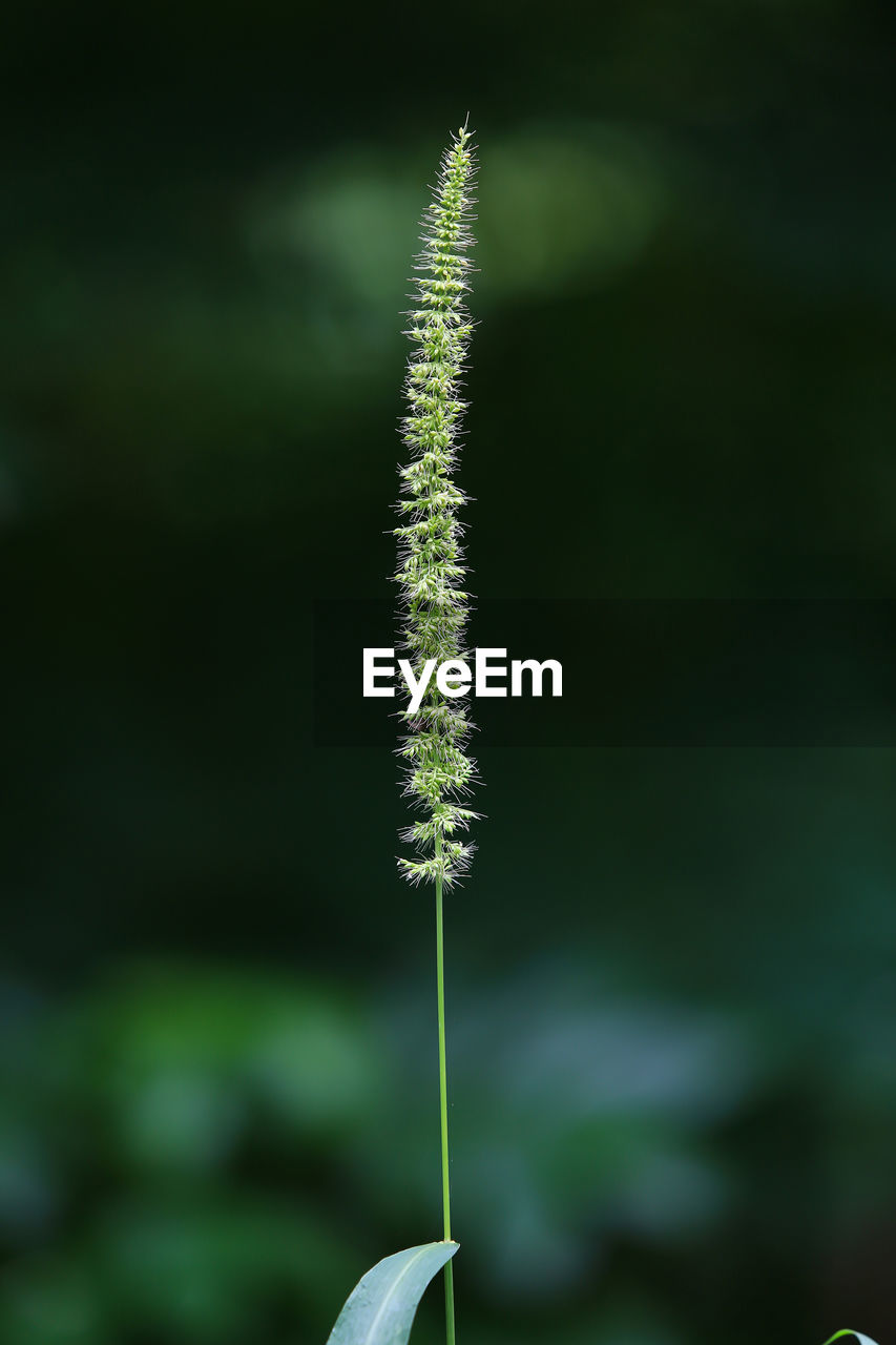 Close-up of flower against blurred background