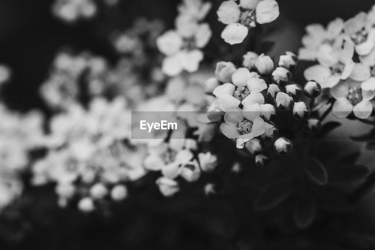 CLOSE-UP OF WHITE FLOWERS ON PLANT