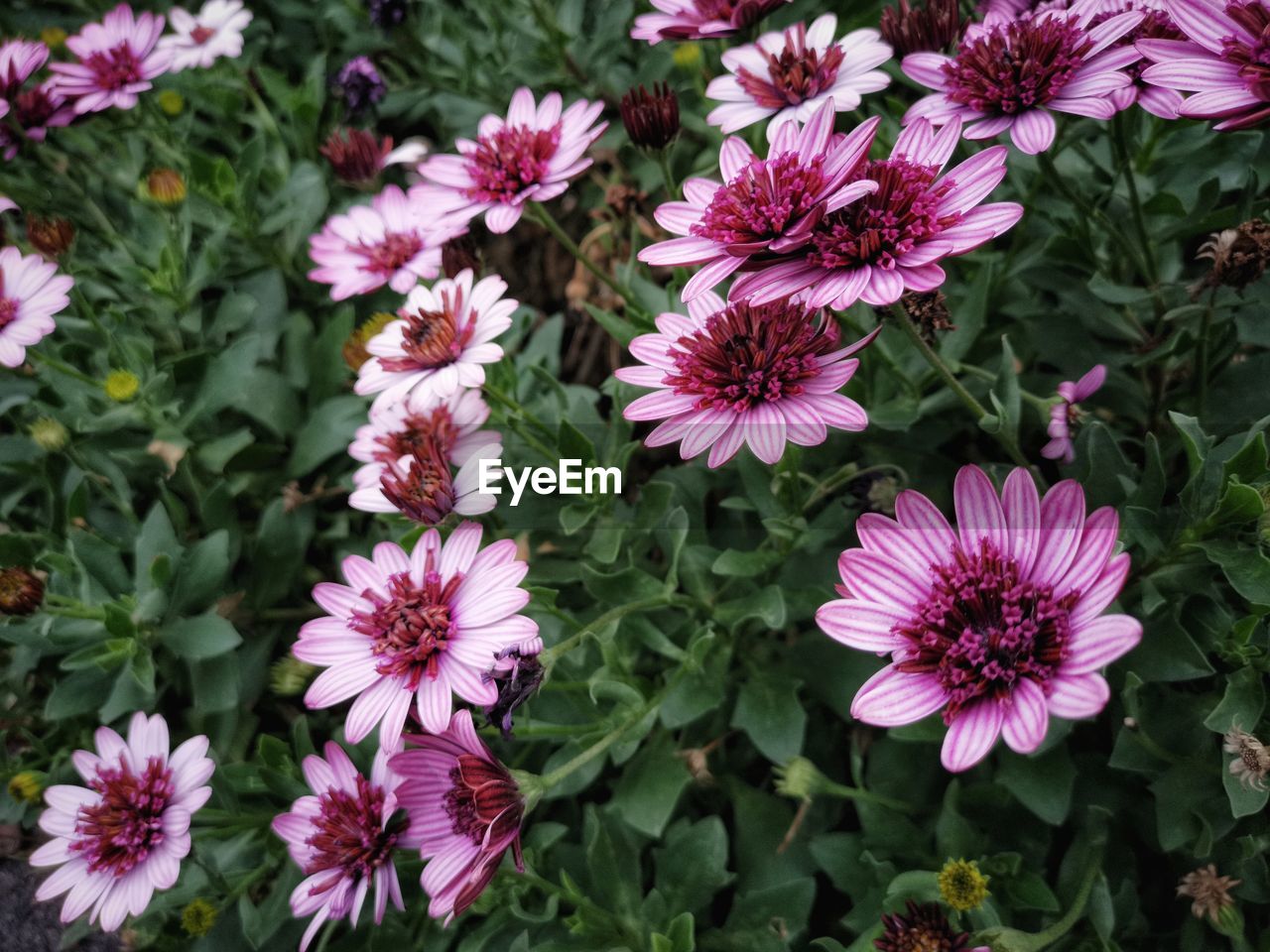 CLOSE-UP OF PINK FLOWERING PLANTS