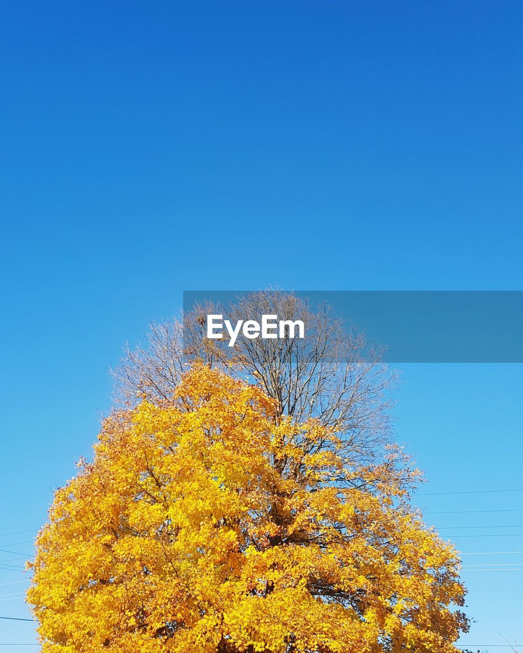 Low angle view of trees against clear blue sky