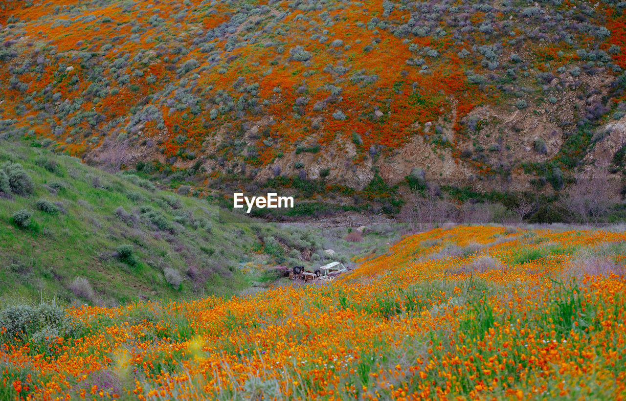 AUTUMN TREES ON MOUNTAIN