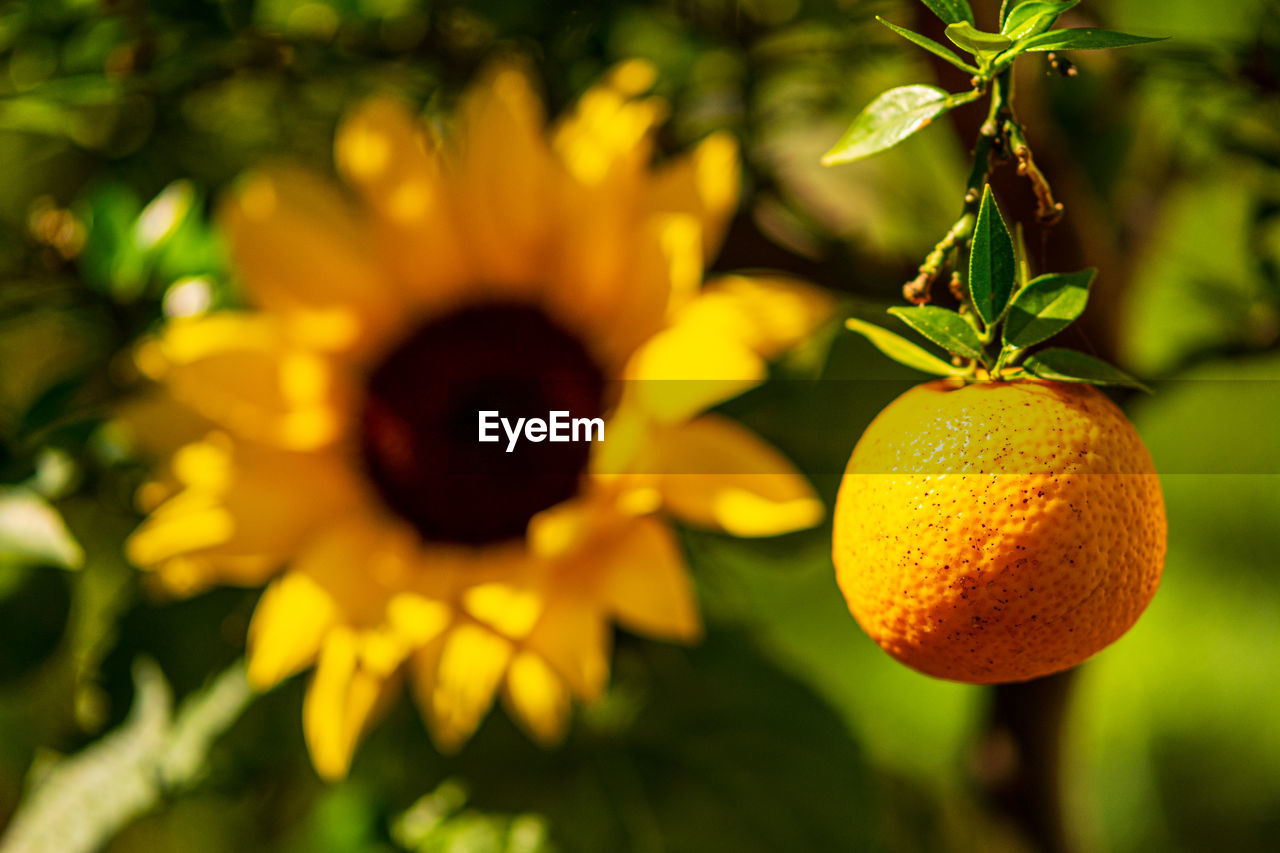 CLOSE-UP OF LEMON GROWING ON PLANT