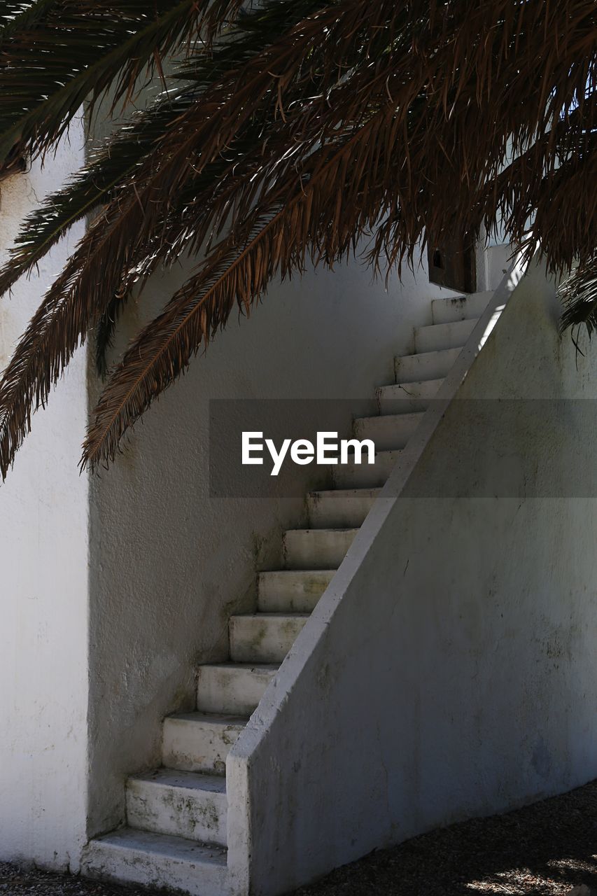 Staircase with palm tree