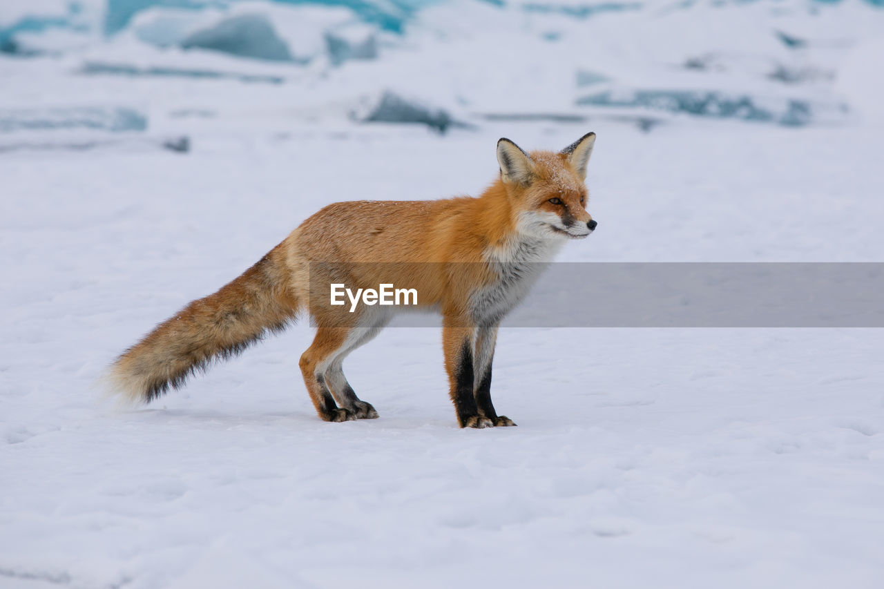 animal, animal themes, fox, snow, one animal, red fox, mammal, winter, animal wildlife, cold temperature, wildlife, nature, no people, animals hunting, carnivore, side view, full length, pet, outdoors, domestic animals, portrait, animal hair, walking, beauty in nature, canine, coyote, dog, standing, environment