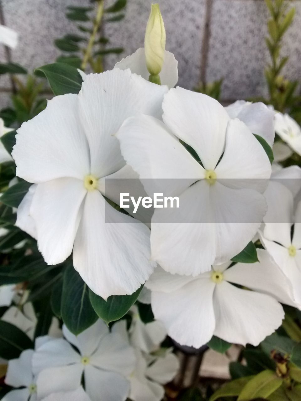 CLOSE-UP OF WHITE FLOWERS BLOOMING