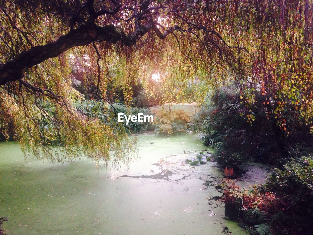 CLOSE-UP OF WET TREES IN RAINY SEASON