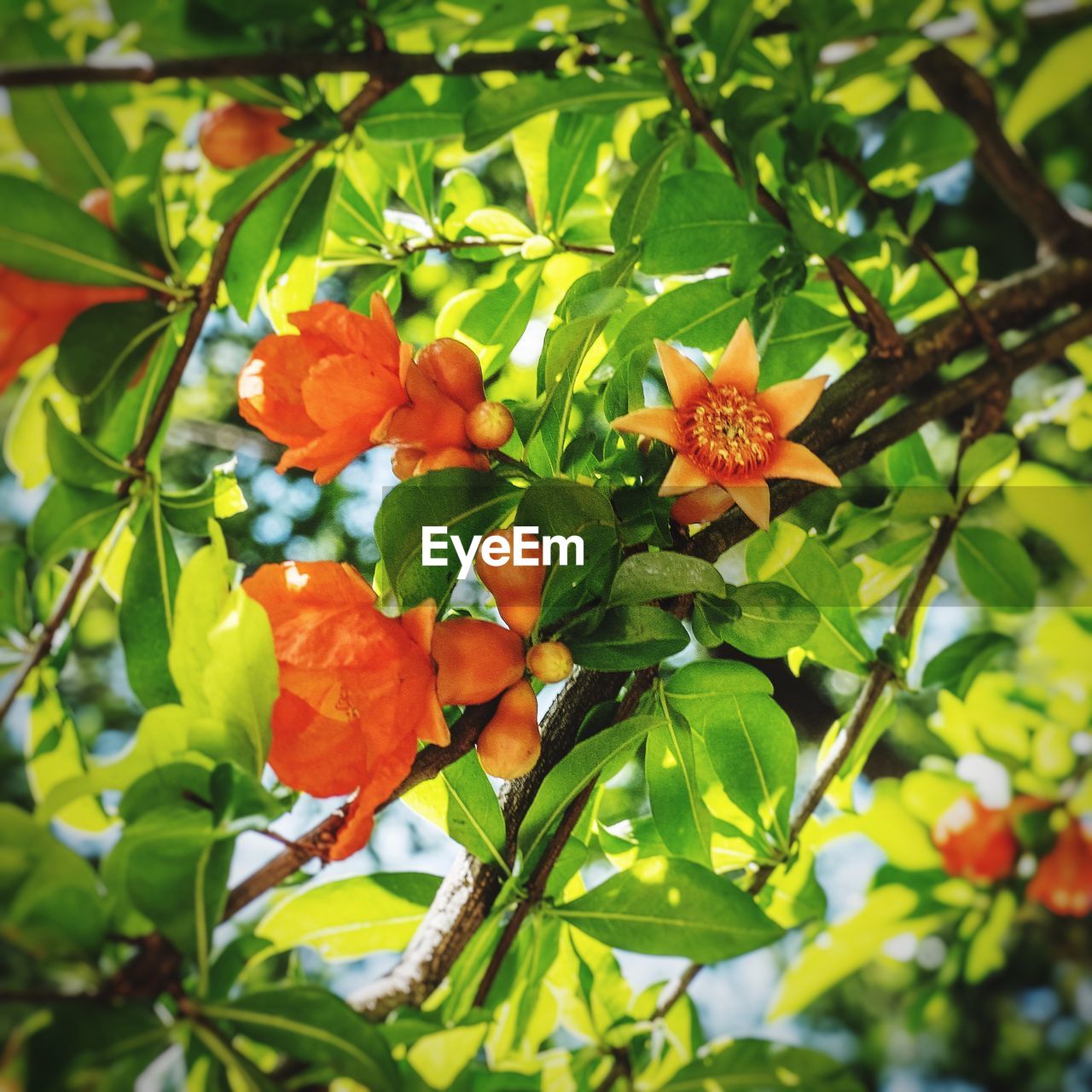 Low angle view of orange pomegranate flowers blooming on trees