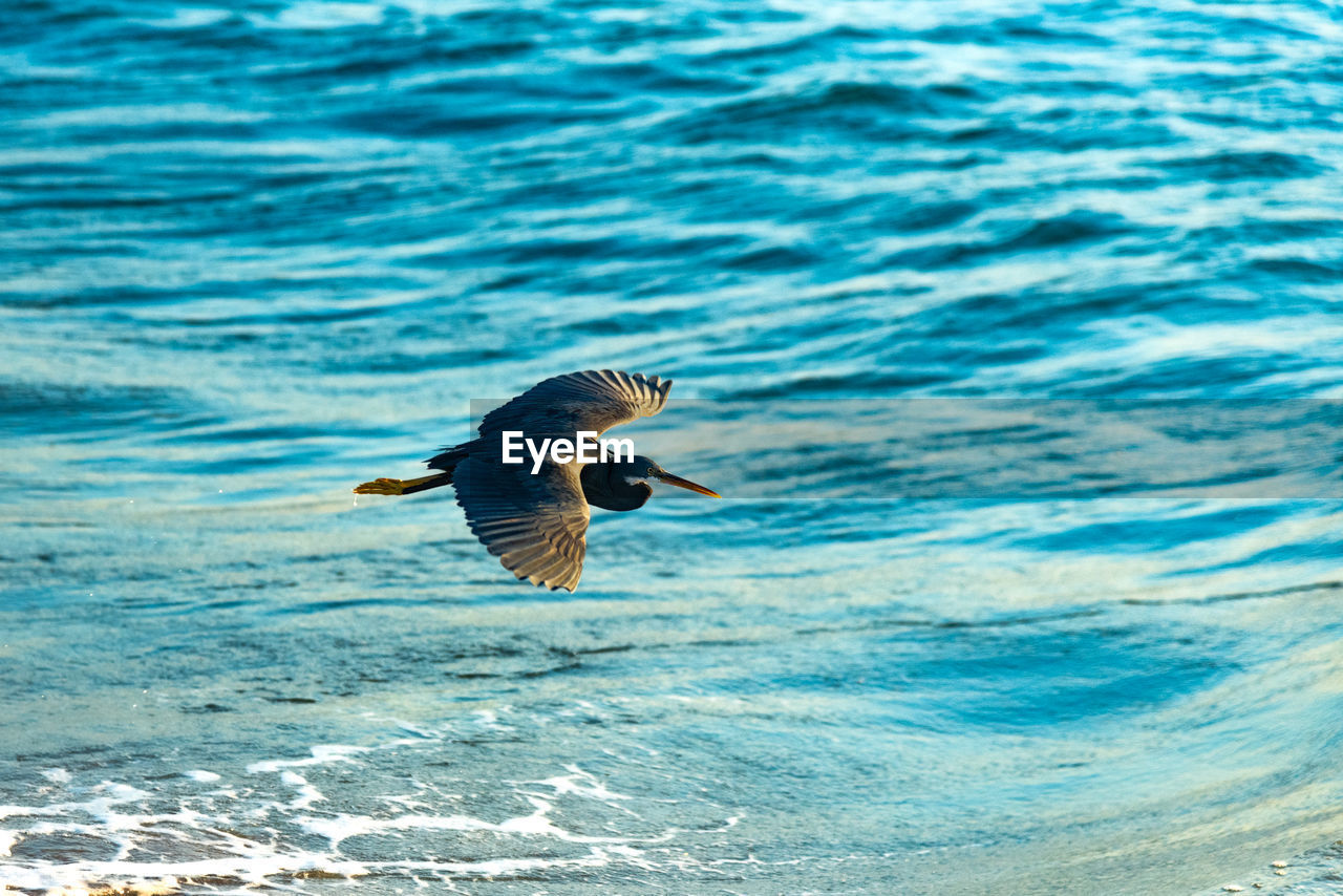 bird flying over sea