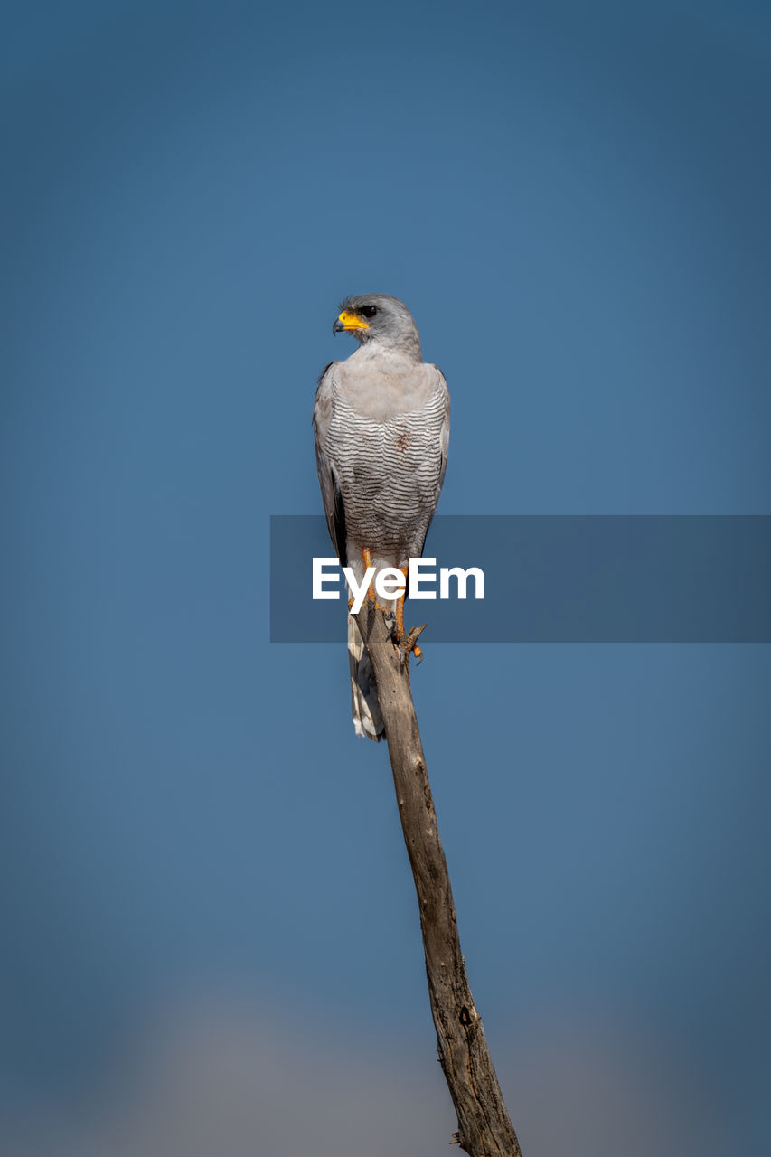 bird, animal themes, animal, animal wildlife, wildlife, one animal, perching, beak, bird of prey, tree, nature, no people, sky, branch, blue, falcon, copy space, clear sky, wing, outdoors, plant, full length, day, close-up, hawk, beauty in nature