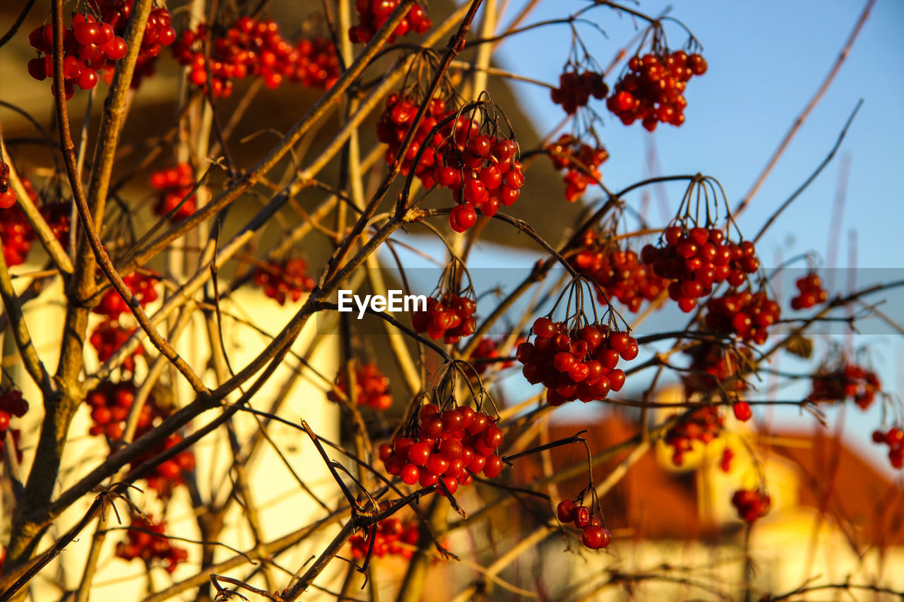 LOW ANGLE VIEW OF CHERRIES ON TREE