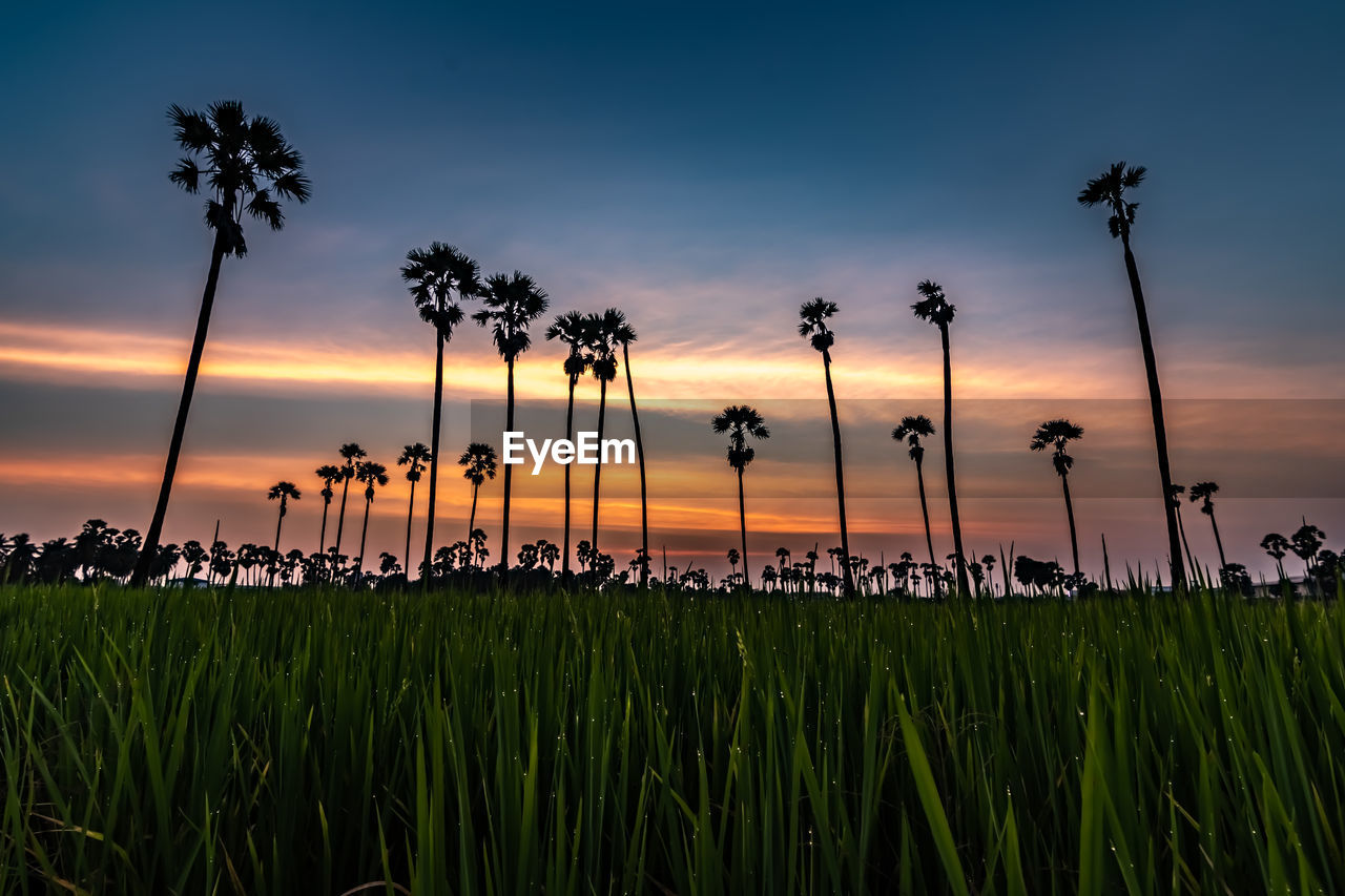 Silhouette palm trees on field against sky during sunset