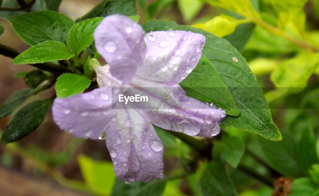 Close-up of water drops on pink flower