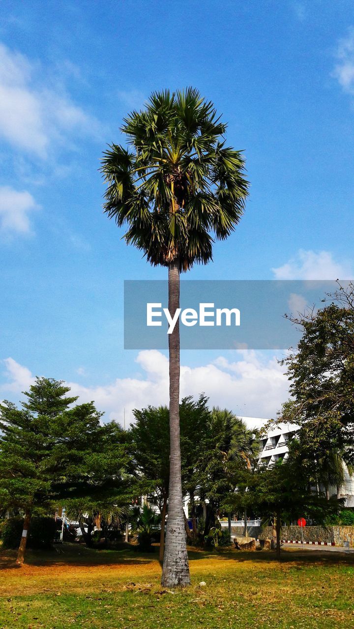 LOW ANGLE VIEW OF TREE AGAINST SKY