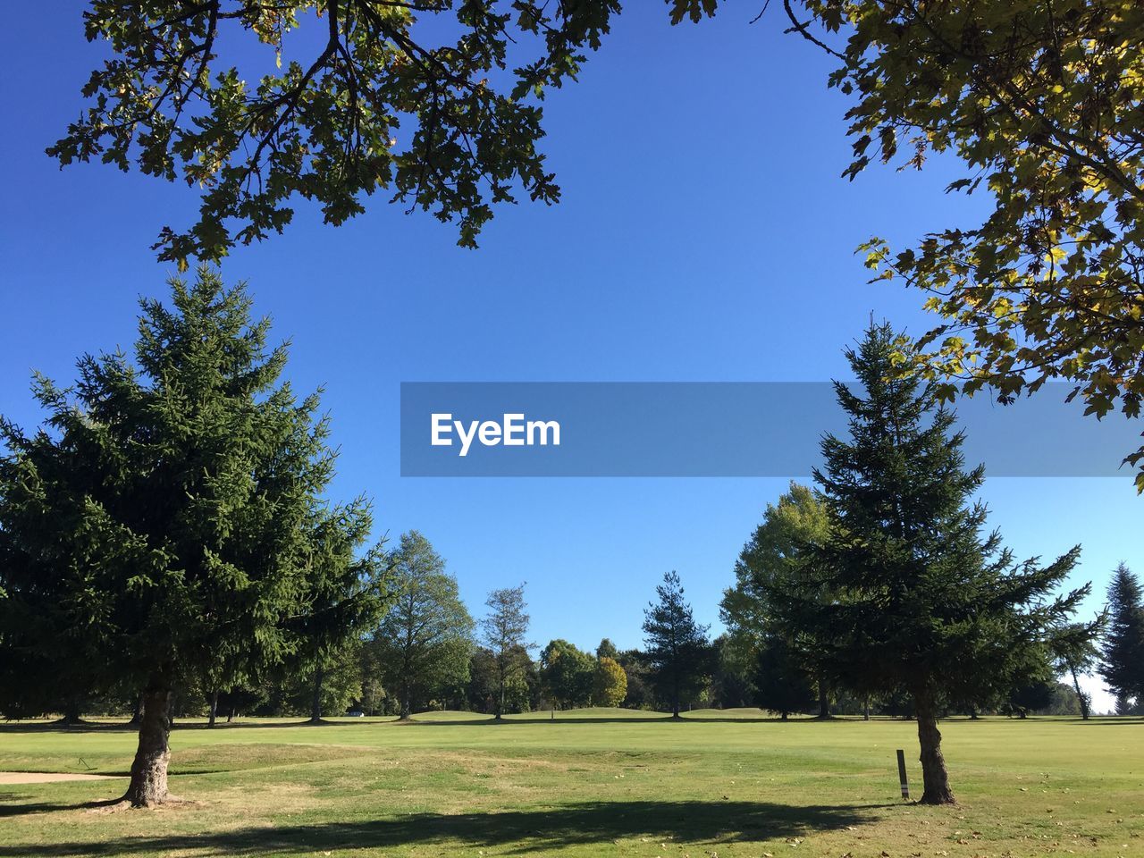 TREES AGAINST BLUE SKY