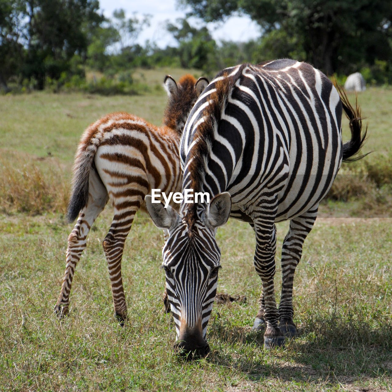 ZEBRAS STANDING IN A FIELD