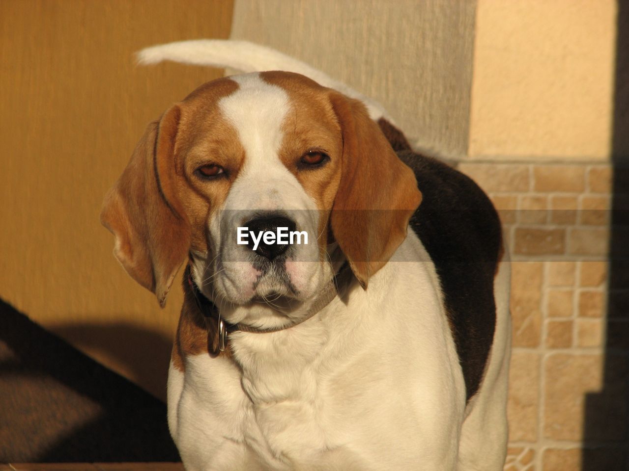 CLOSE-UP PORTRAIT OF DOG IN BLANKET