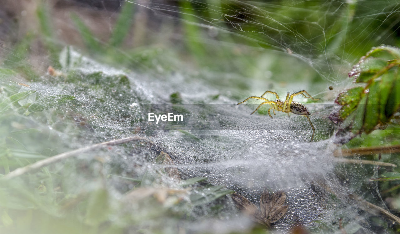 CLOSE-UP OF SPIDER AND WEB