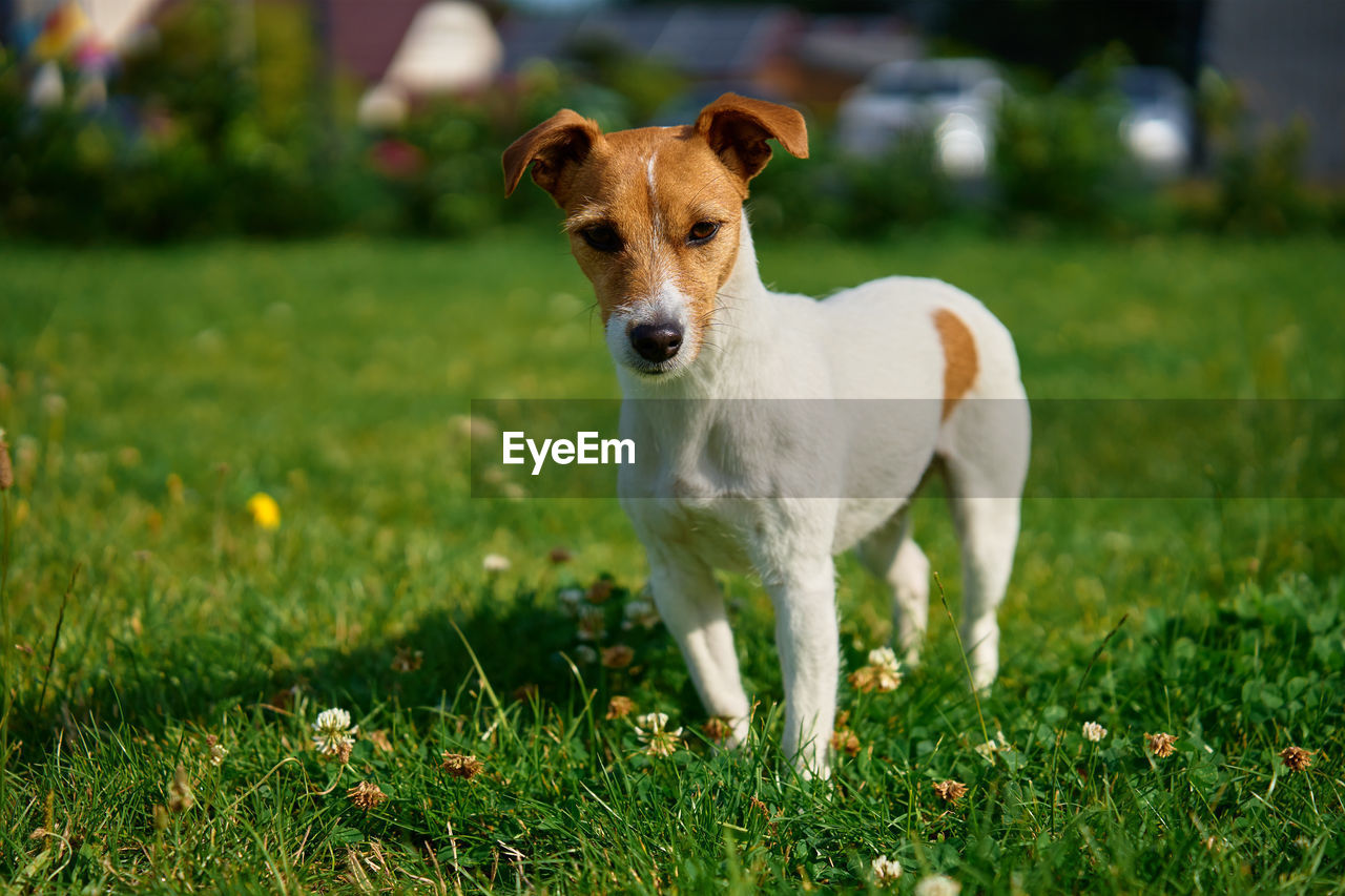 Cute small dog on lawn with green grass near living house at summer day. active pet outdoors