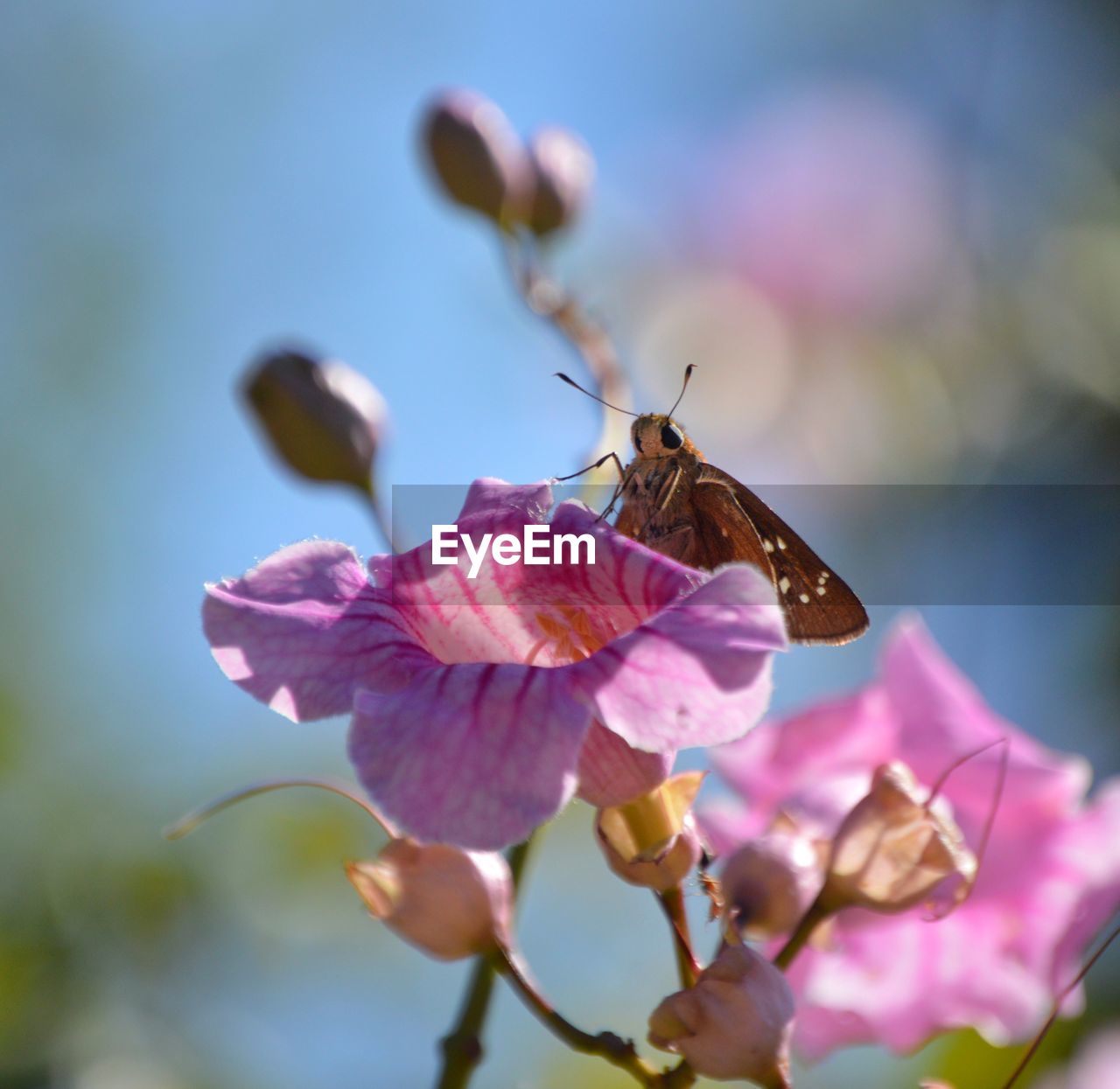 Close-up of insect on pink flower