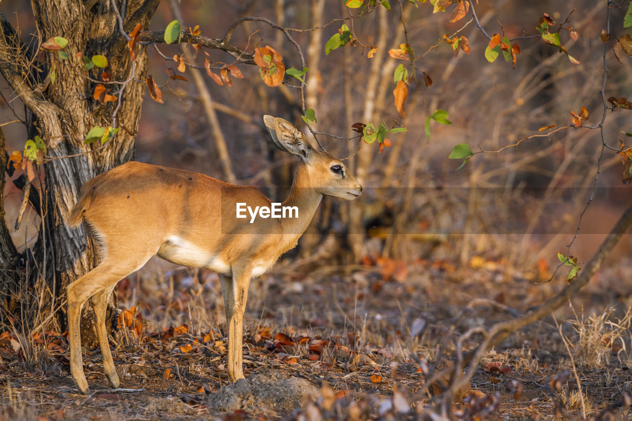 VIEW OF DEER STANDING ON FIELD