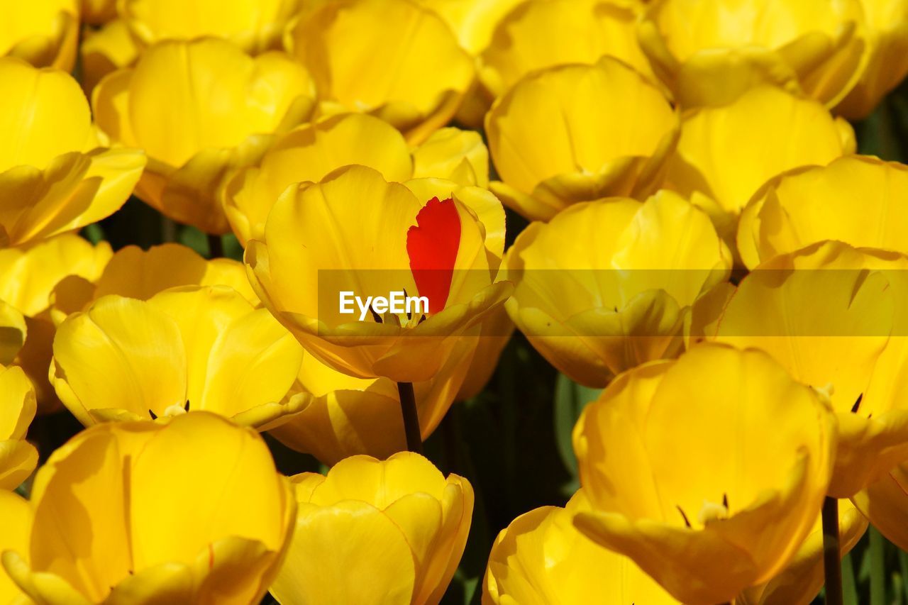 Full frame shot of yellow tulips