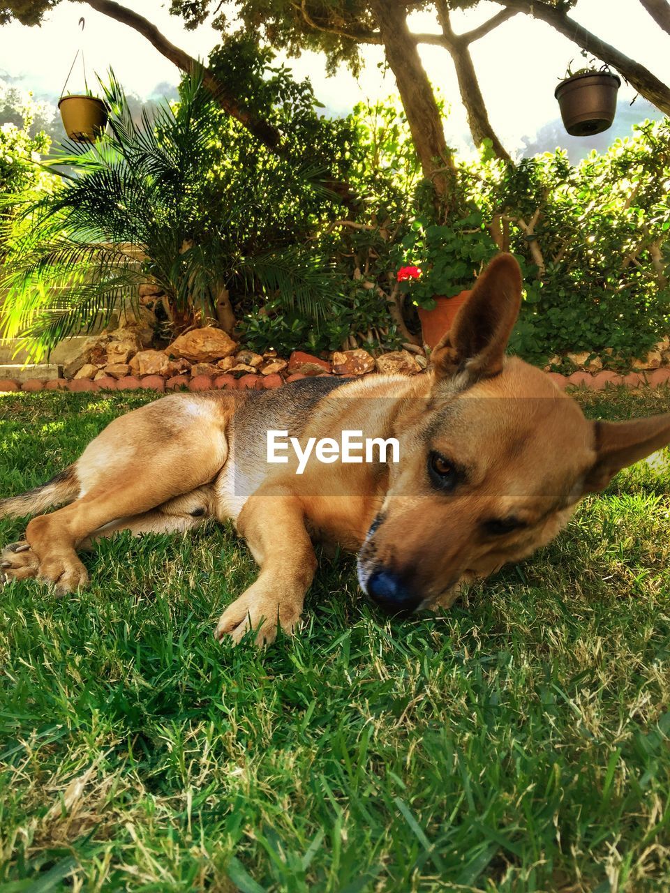 Dog relaxing on grassy field